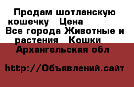 Продам шотланскую кошечку › Цена ­ 10 000 - Все города Животные и растения » Кошки   . Архангельская обл.